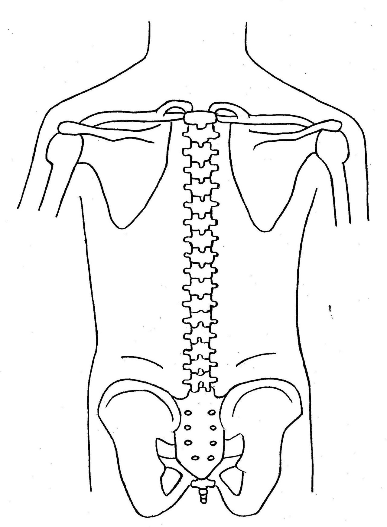 背骨の骨格
