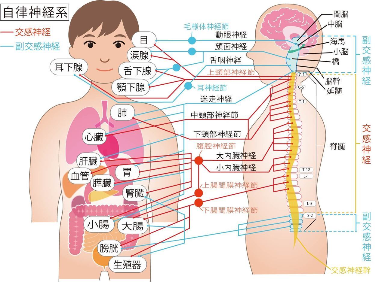 背骨と整体