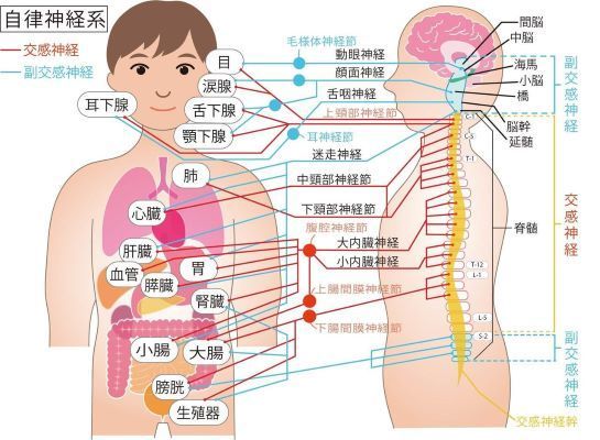 背骨と自律神経