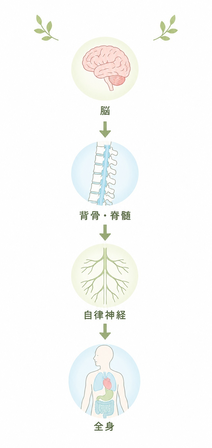 背骨と自律神経の関係のイラスト